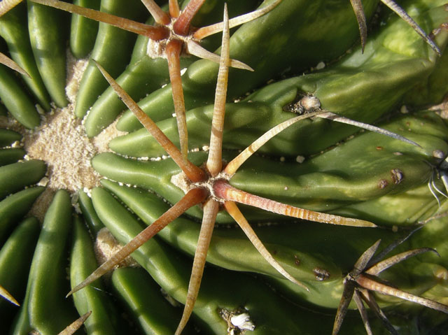 Echinocactus texensis (Horse crippler) #20116