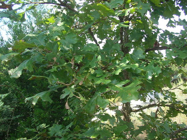 Quercus macrocarpa (Bur oak) #20120