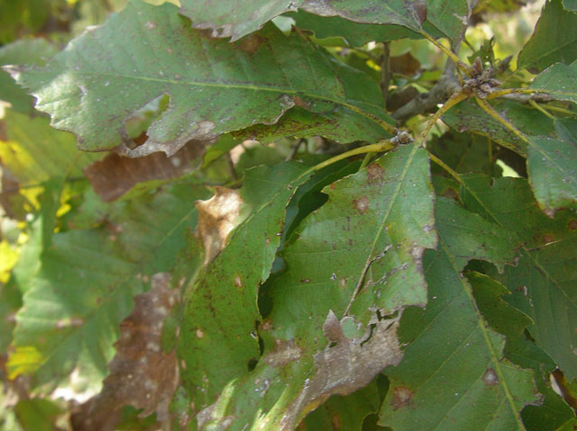Quercus muehlenbergii (Chinkapin oak) #20121
