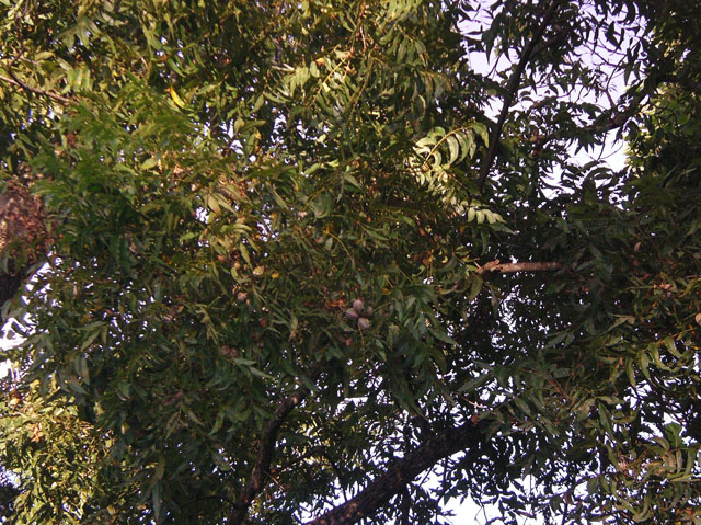 Carya illinoinensis (Pecan) #20123