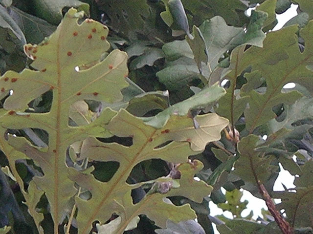 Quercus macrocarpa (Bur oak) #20132