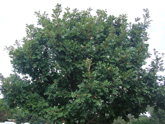 Quercus macrocarpa (Bur oak) #20133