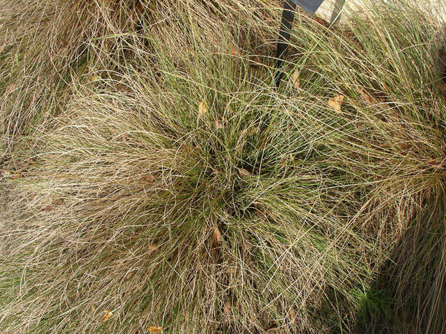 Muhlenbergia dubia (Pine muhly) #20135