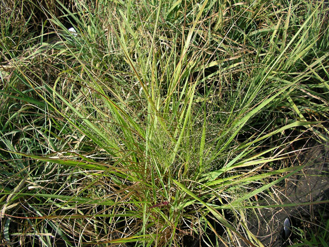 Eragrostis spectabilis (Purple lovegrass) #20136