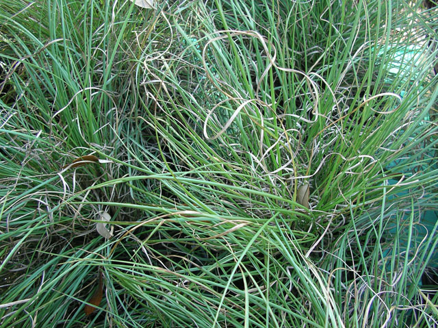 Muhlenbergia emersleyi (Bullgrass) #20165