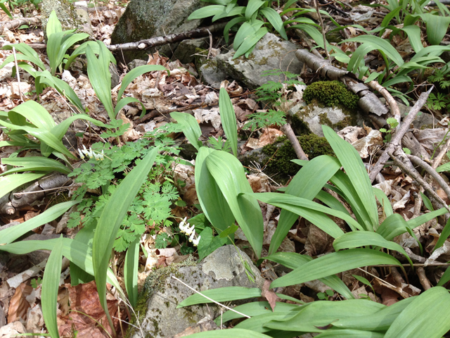 Allium tricoccum (Wild leek) #33743