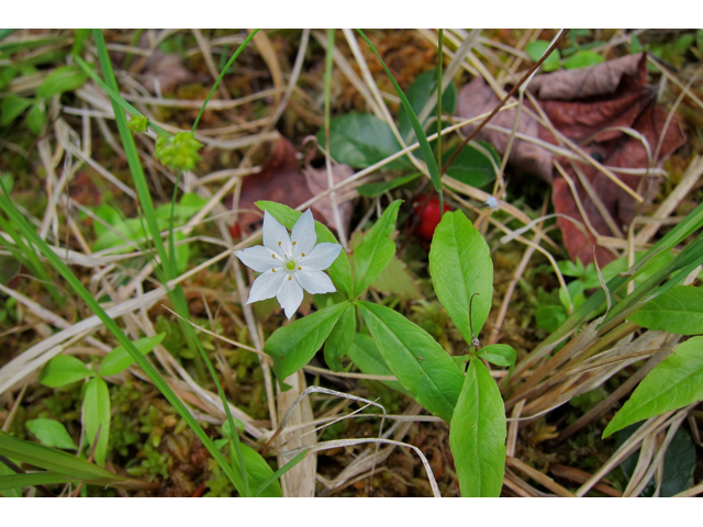Trientalis borealis (Starflower) #33749