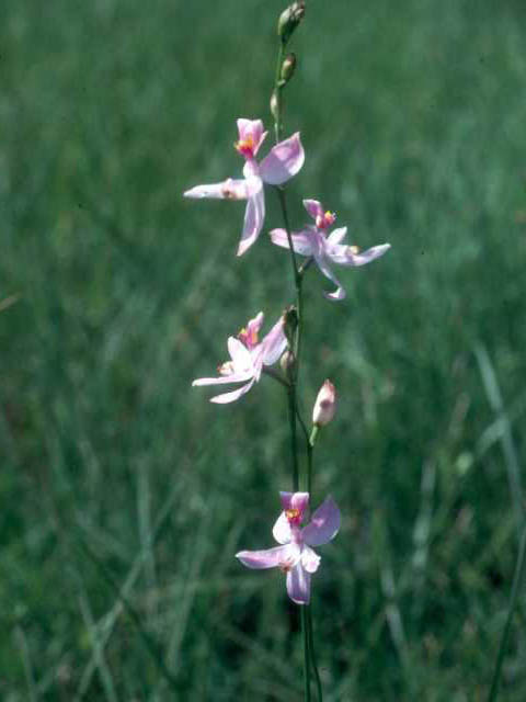 Calopogon pallidus (Pale grass-pink) #15370