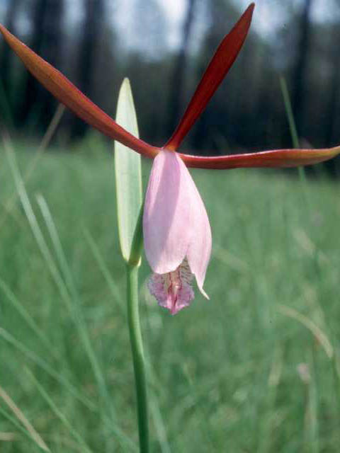 Cleistes divaricata (Rosebud orchid) #15376