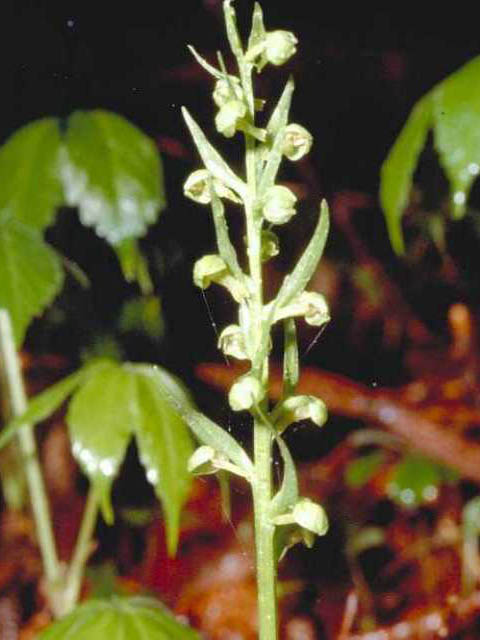 Dactylorhiza viridis (Longbract frog orchid) #15378