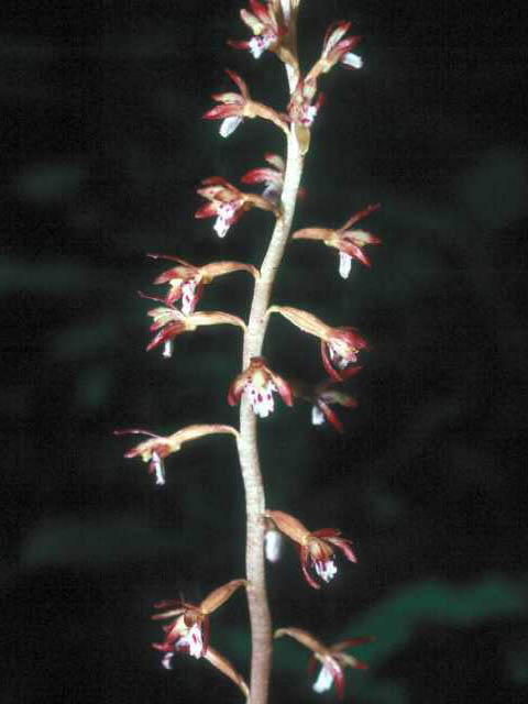 Corallorhiza maculata (Summer coralroot) #15381