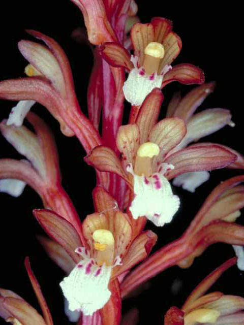 Corallorhiza maculata (Summer coralroot) #15382