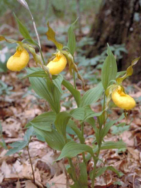 Cypripedium parviflorum var. pubescens (Greater yellow lady's slipper) #15388