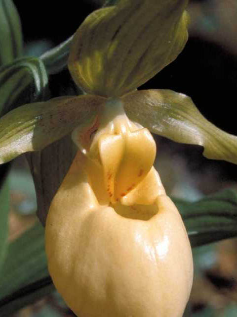 Cypripedium parviflorum var. pubescens (Greater yellow lady's slipper) #15389