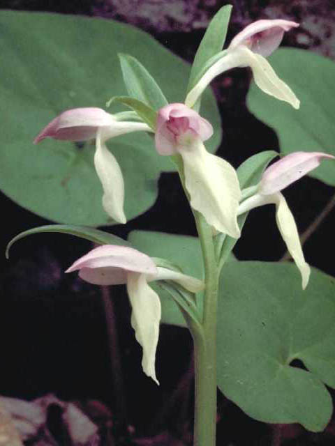 Galearis spectabilis (Showy orchid) #15397