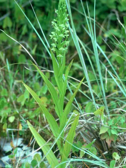 Habenaria repens (Waterspider bog orchid) #15401
