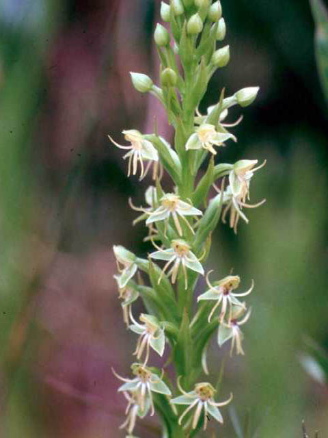 Habenaria repens (Waterspider bog orchid) #15402