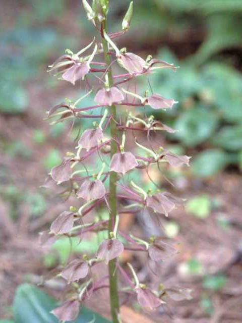 Liparis liliifolia (Brown widelip orchid) #15407