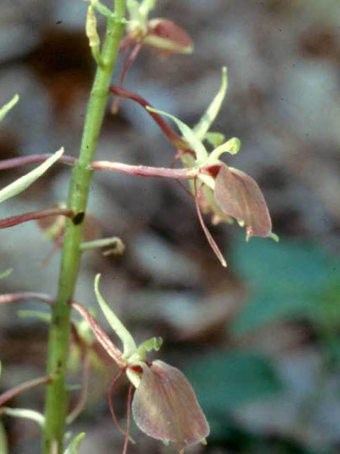 Liparis liliifolia (Brown widelip orchid) #15408