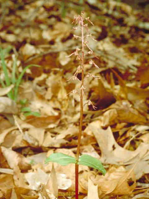 Listera australis (Southern twayblade) #15410