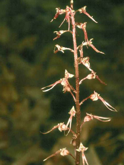 Listera australis (Southern twayblade) #15411