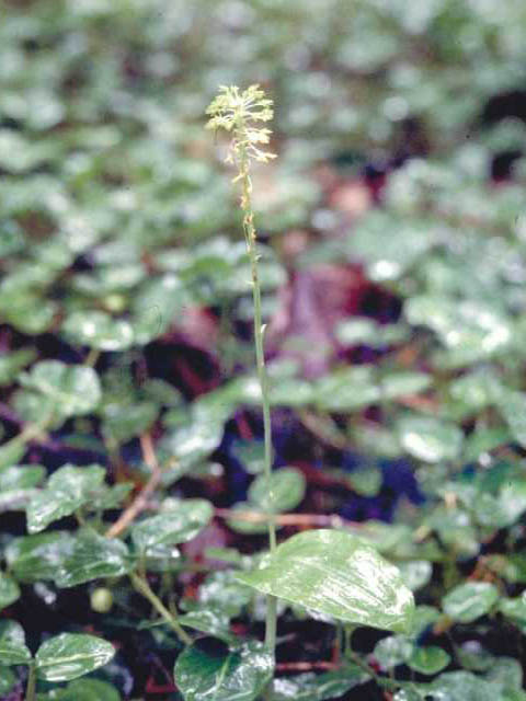 Malaxis unifolia (Green adder's-mouth orchid) #15413