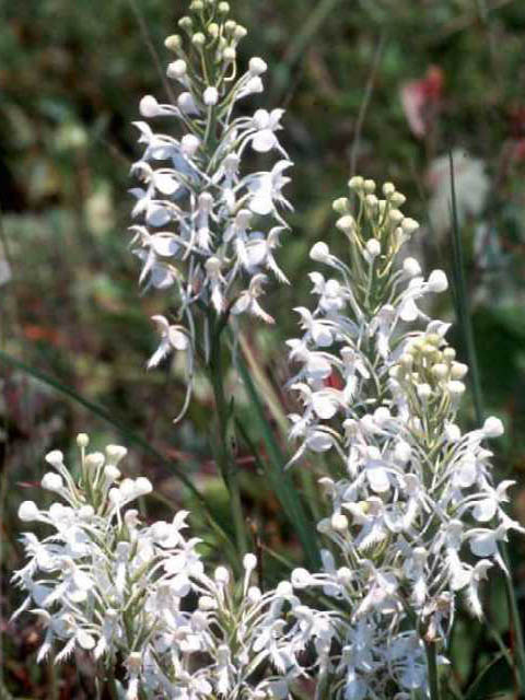 Platanthera blephariglottis var. conspicua (White fringed orchid) #15414
