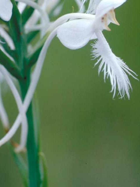 Platanthera blephariglottis var. conspicua (White fringed orchid) #15415