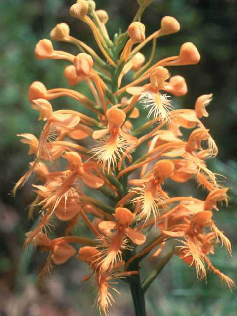 Platanthera ciliaris (Orange fringed orchid) #15416