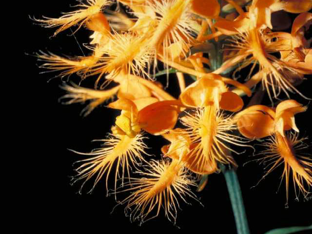 Platanthera ciliaris (Orange fringed orchid) #15417