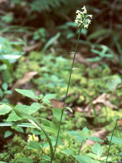 Platanthera clavellata (Small green wood orchid) #15418