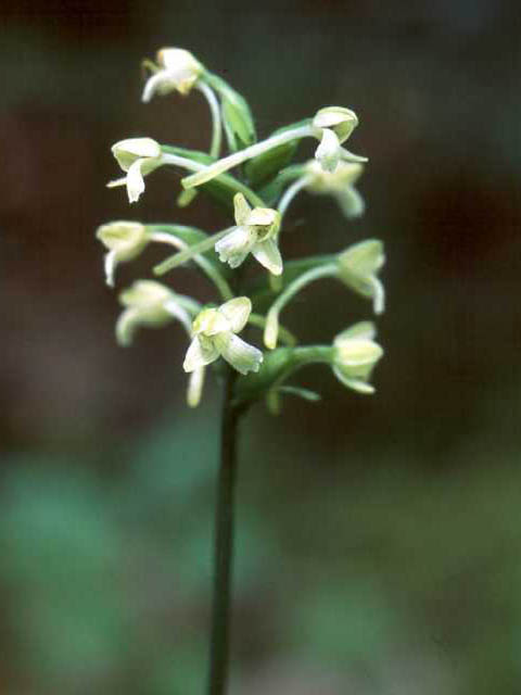 Platanthera clavellata (Small green wood orchid) #15419