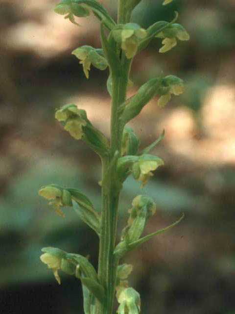 Platanthera flava var. flava (Palegreen orchid) #15422