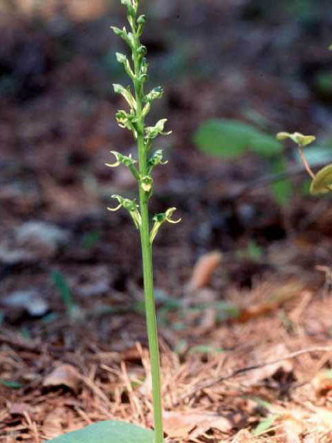 Platanthera hookeri (Hooker's orchid) #15426