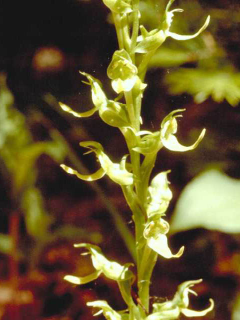 Platanthera hookeri (Hooker's orchid) #15427