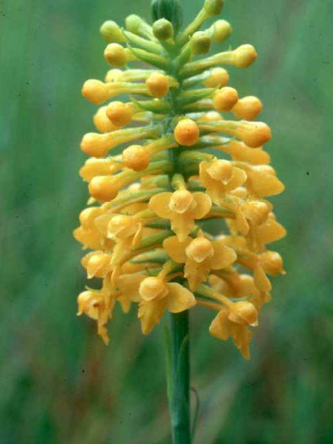 Platanthera integra (Yellow fringeless orchid) #15428