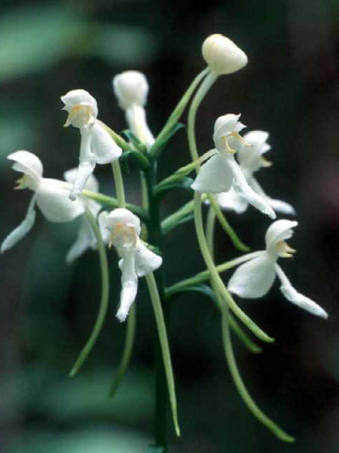 Platanthera integrilabia (White fringeless orchid) #15429