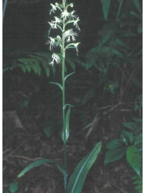 Platanthera lacera (Green fringed orchid) #15430