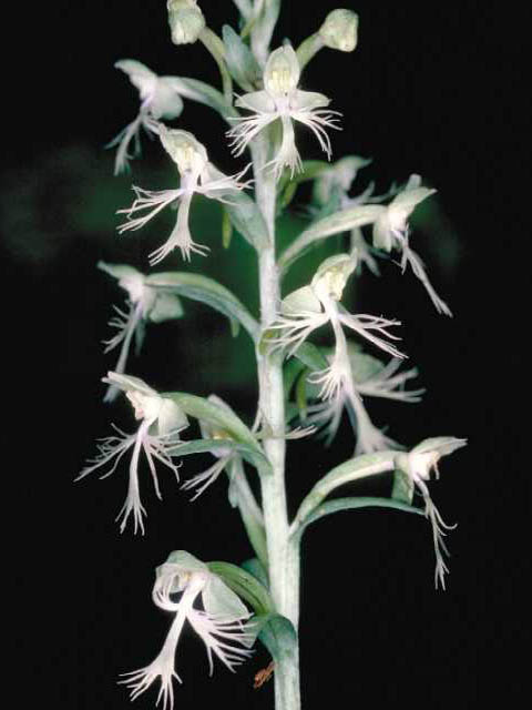 Platanthera lacera (Green fringed orchid) #15431