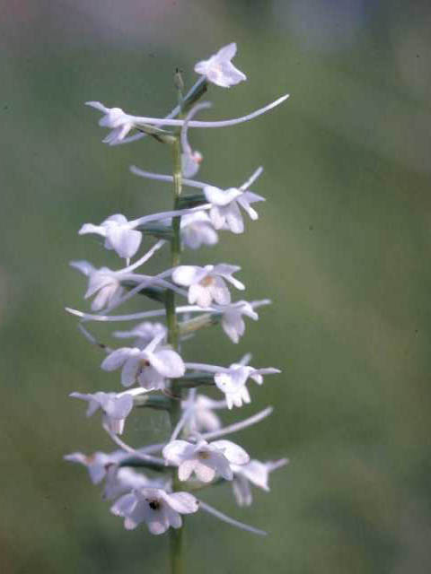 Platanthera nivea (Snowy orchid) #15433