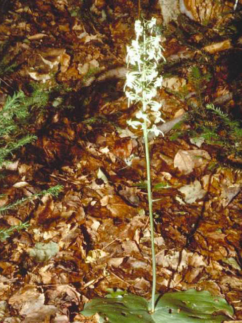 Platanthera orbiculata (Lesser roundleaved orchid) #15434