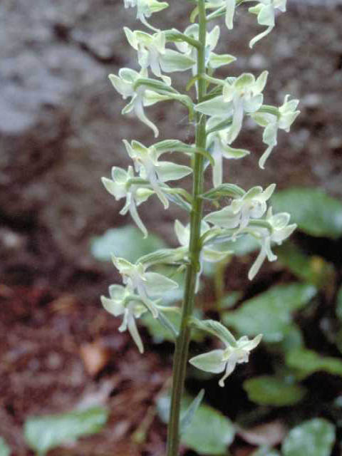 Platanthera orbiculata (Lesser roundleaved orchid) #15435