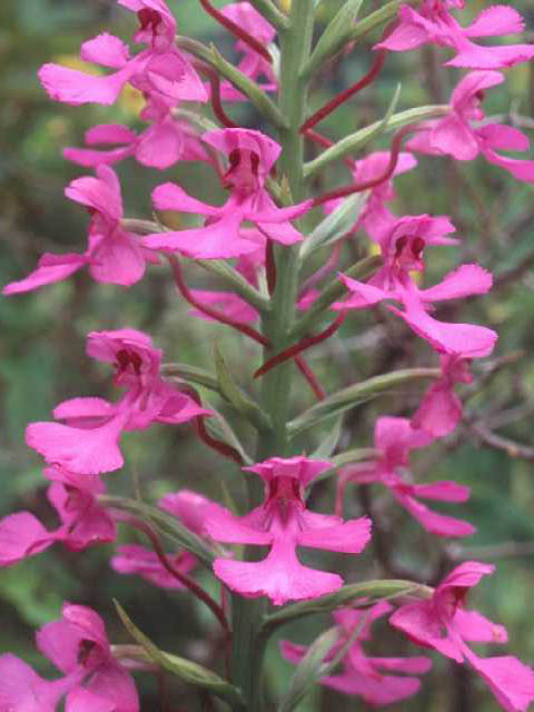 Platanthera peramoena (Purple fringeless orchid) #15437
