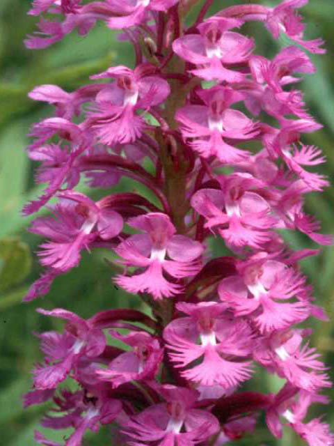 Platanthera psycodes (Lesser purple fringed orchid) #15438