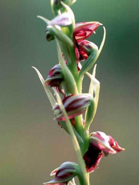 Pteroglossaspis ecristata (Giant orchid) #15446