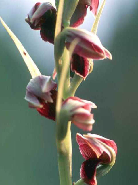 Pteroglossaspis ecristata (Giant orchid) #15447