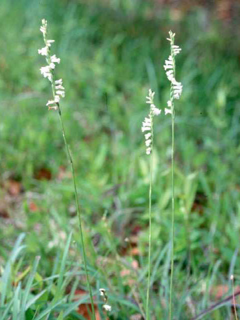 Spiranthes vernalis (Spring ladies'-tresses) #15456