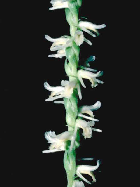 Spiranthes vernalis (Spring ladies'-tresses) #15457