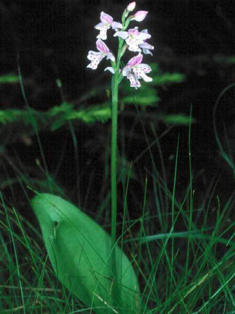 Amerorchis rotundifolia (Roundleaf orchid) #15461