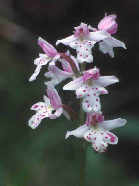 Amerorchis rotundifolia (Roundleaf orchid) #15462